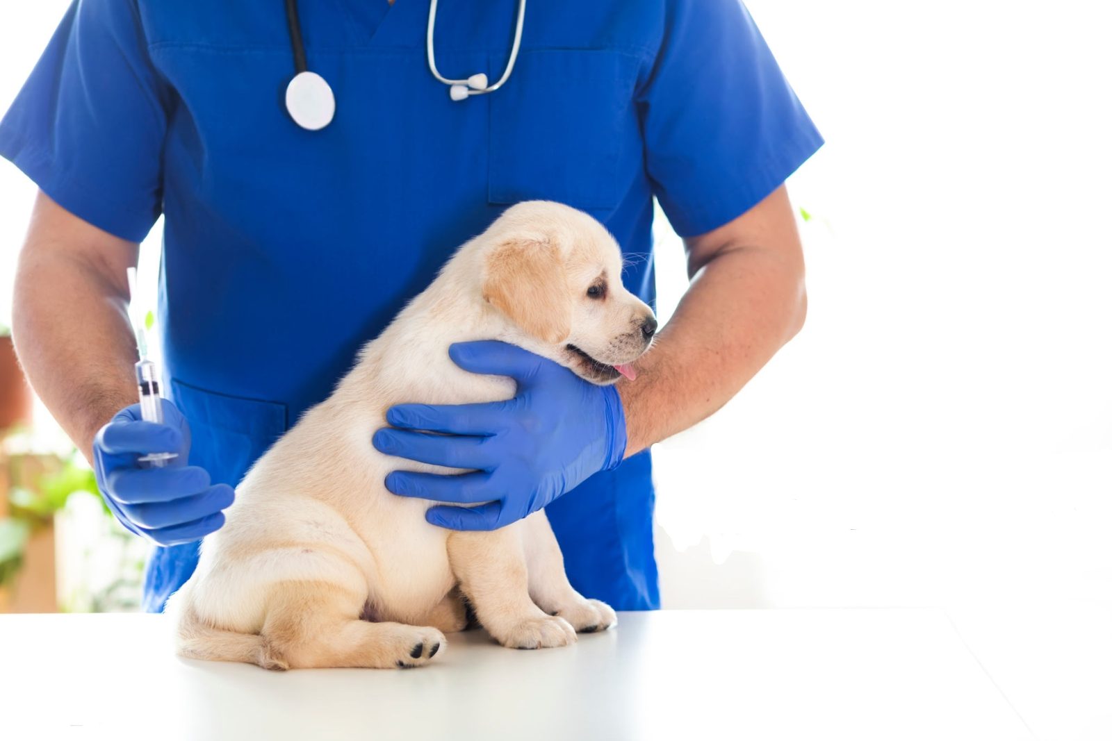 Clinique Vétérinaire Maârif