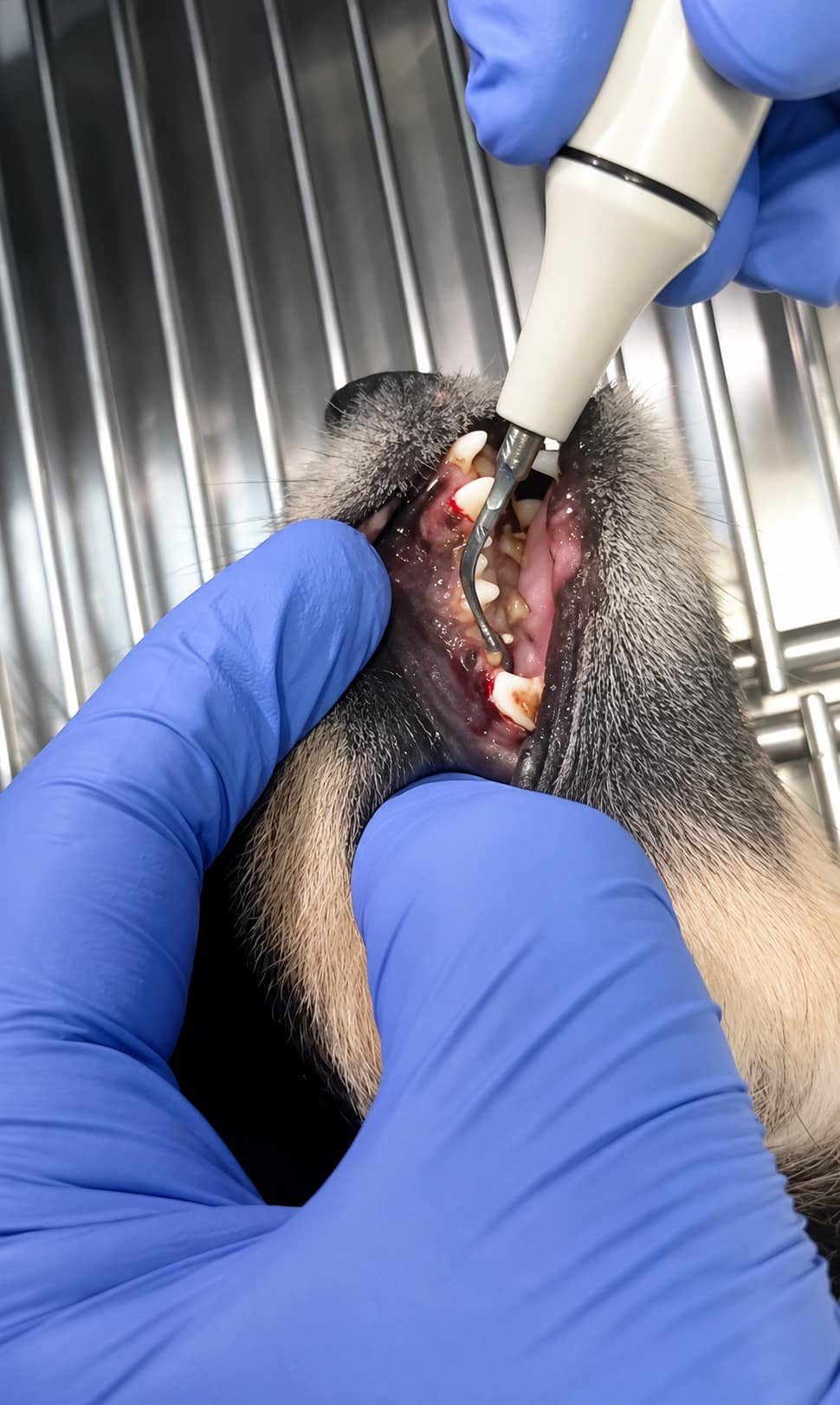 Détartrage ultrasons en cours sur un chat à la clinique