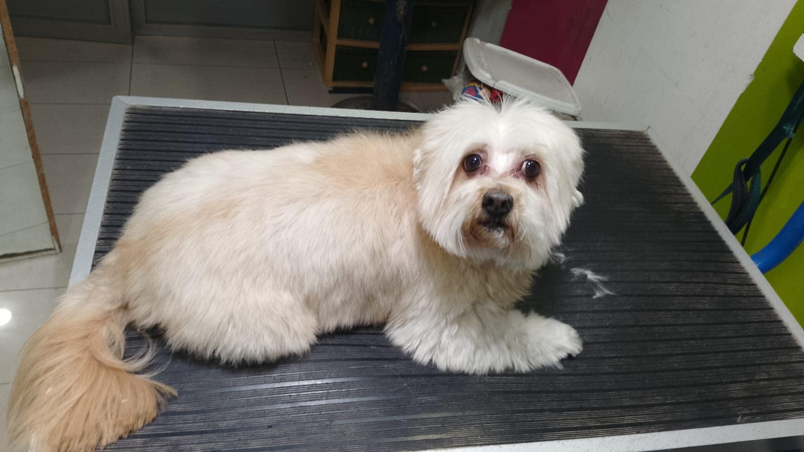 Chien après le toilettage à la clinique