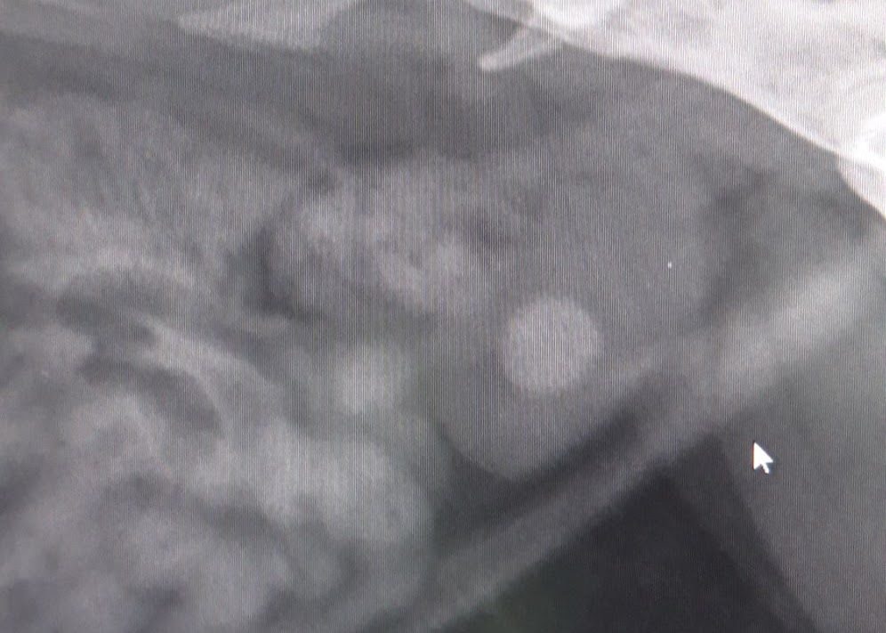 Radiographie vétérinaire — lecture réalisée sur place par Dr Bassir
